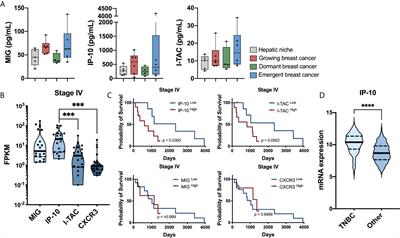 IP-10 (CXCL10) Can Trigger Emergence of Dormant Breast Cancer Cells in a Metastatic Liver Microenvironment